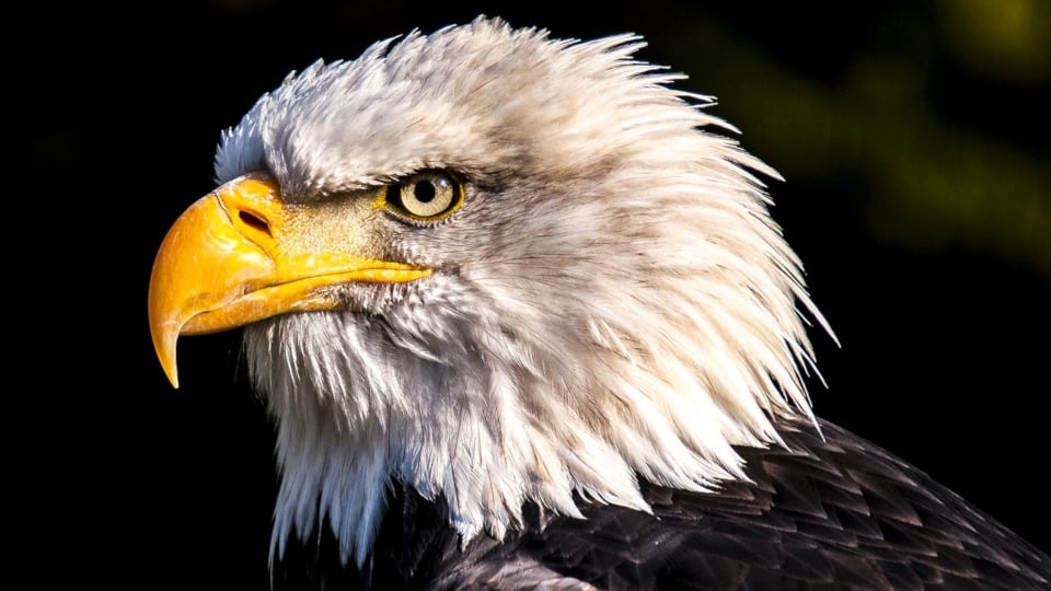 Vogelbeobachtung