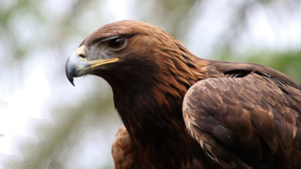 Wie finde und bestimme ich Vögel im Wald?