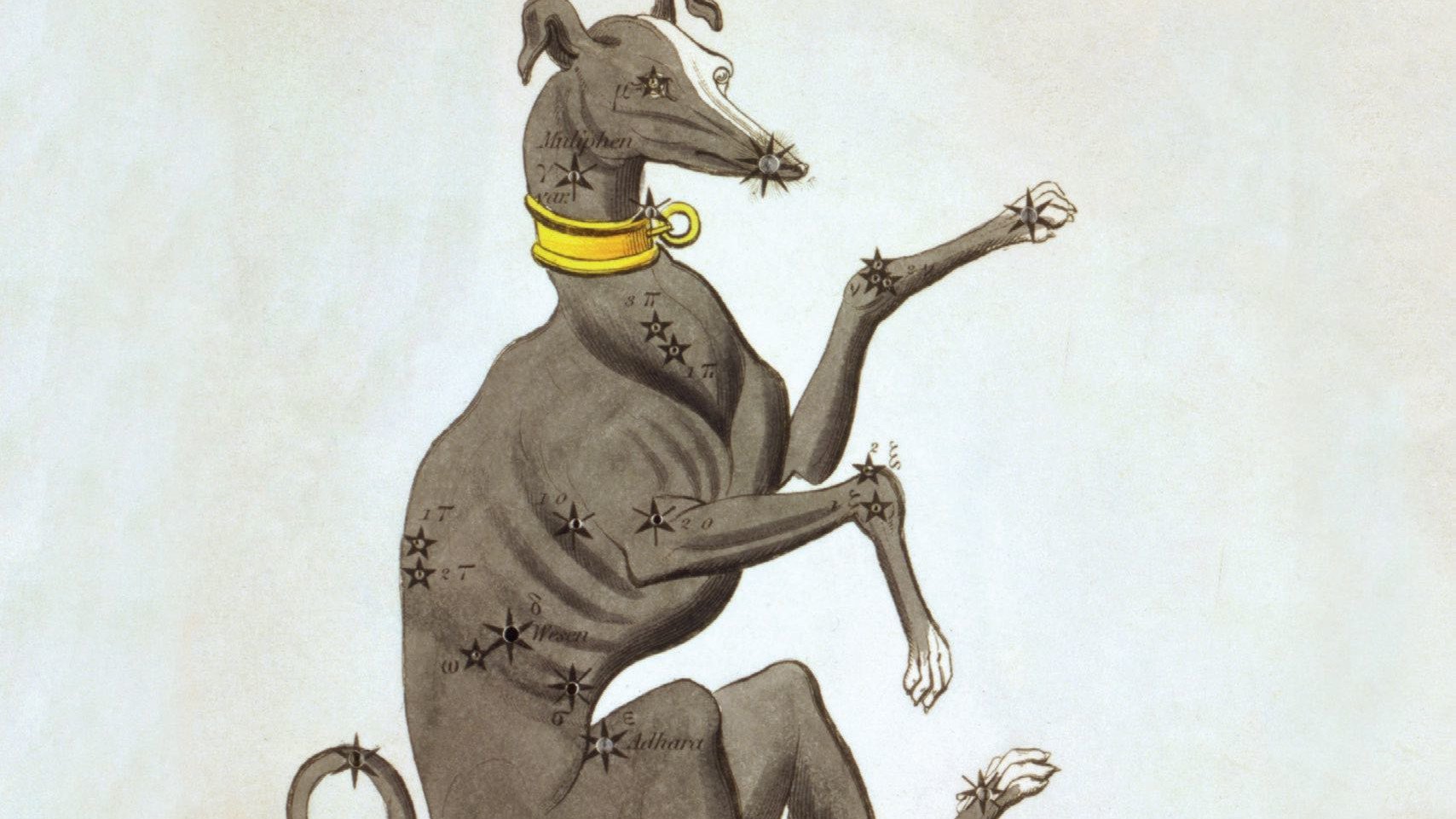 Orions treuer Jagdbegleiter: der Große Hund, mit dem strahlenden Sirius als Nasenspitze.