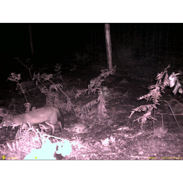 Bushnell Wildkamera NatureView Cam HD 8MP, Olive