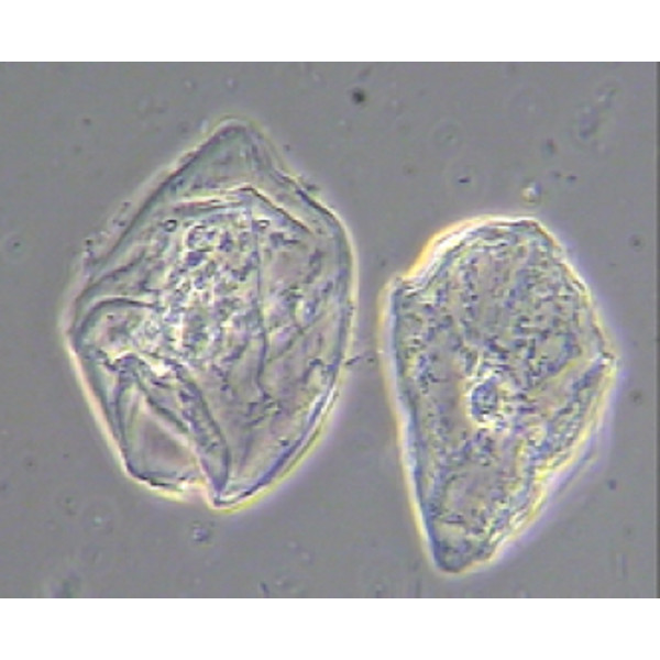 Hund Mikroskop Medicus plus PH, bino, plan, 100x - 1000x