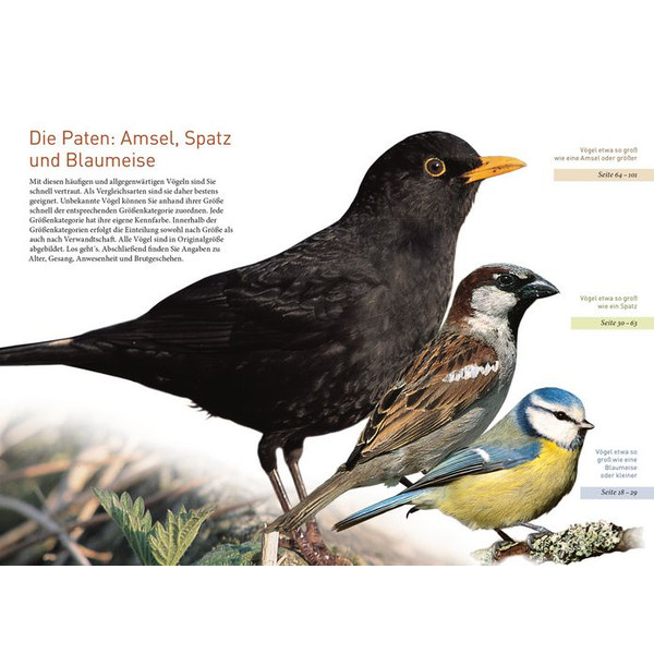 Kosmos Verlag Gartenvögel lebensgroß