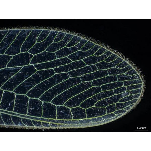 ZEISS Zoom-Stereomikroskop Stemi 305, LAB, bino, Greenough, w.d. 110 mm, 10x/23, 0.8x-4.0x