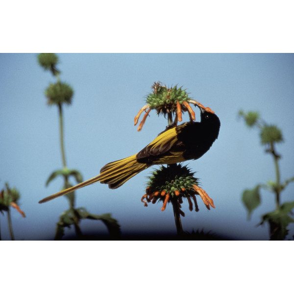 Polyband David Attenborough: Das Leben der Vögel, 3 DVDs
