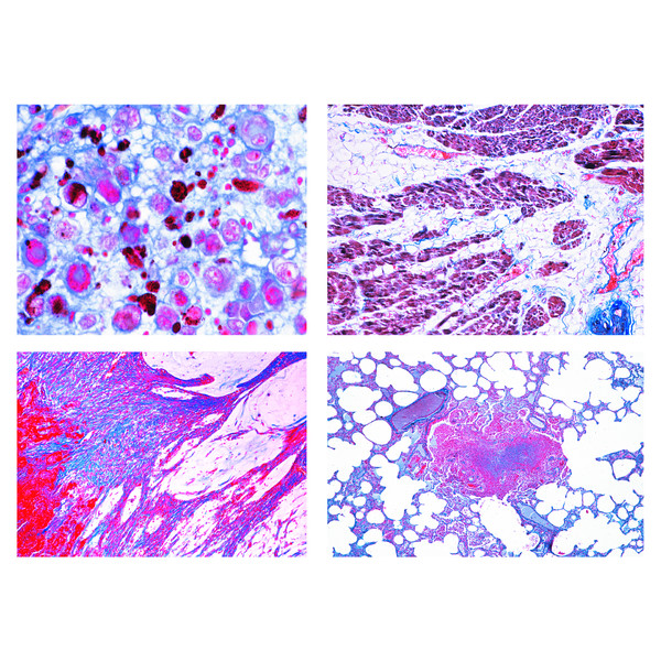 LIEDER Pathologische Histologie für die Veterinärmedizin (22 Präp)