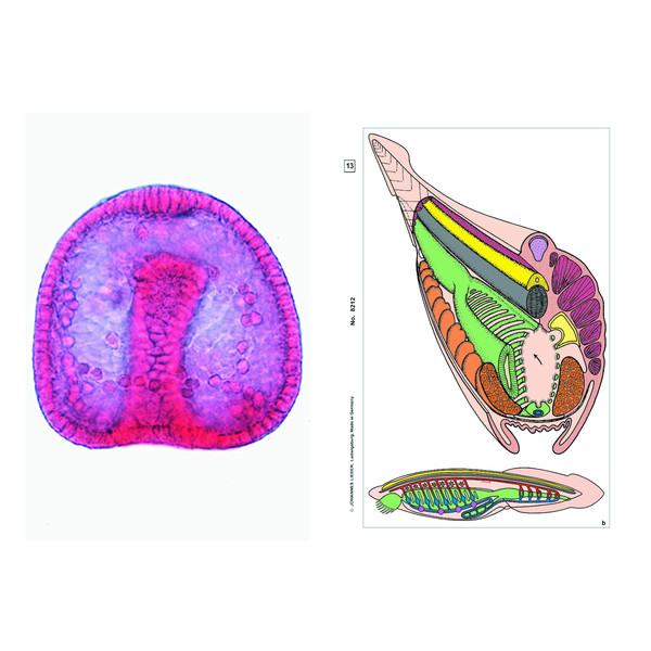 LIEDER Embryologie und Entwicklung der Tiere, Basis (6 Präp), Schülersatz