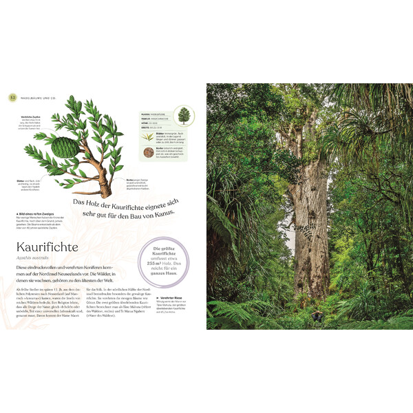 Dorling Kindersley Bäume - Eine Natur- und Kulturgeschichte