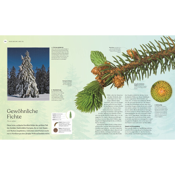 Dorling Kindersley Bäume - Eine Natur- und Kulturgeschichte
