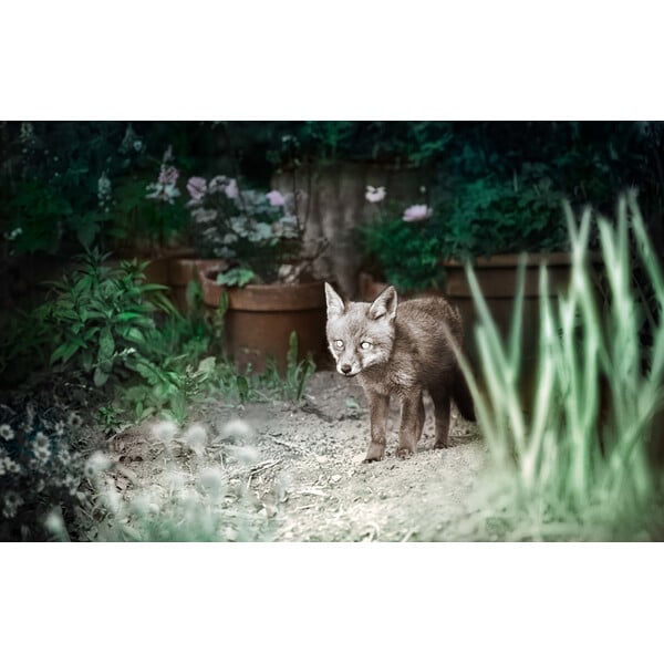 ZEISS Wildkamera Secacam 3