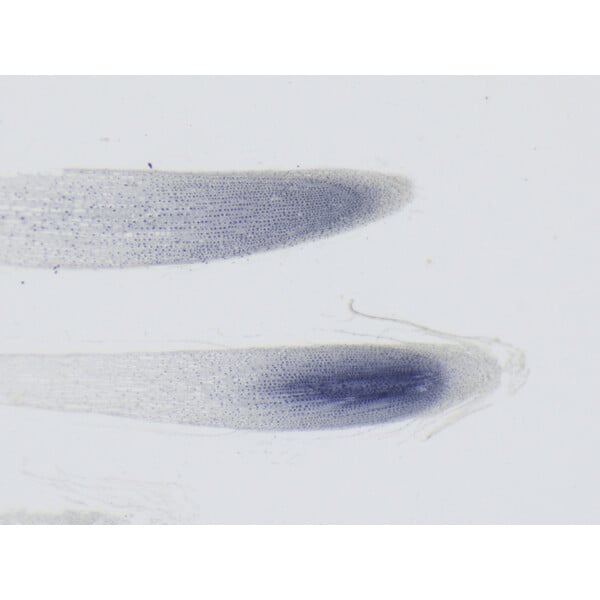 ZEISS Zoom-Stereomikroskop Stemi 355, C Edu, trino, w.d. 110mm, 10x/23, 5,5:1 , 7,2x-40x, AL/DL, Spot C LED