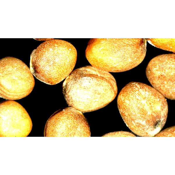 ZEISS Zoom-Stereomikroskop Stemi 355, C Lab, trino, BF, DF, w.d. 110mm, 10x/23, 5,5:1 , 7,2x-40x, AL/DL, Spot C LED