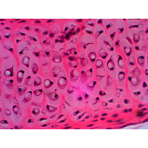 Levenhuk Dauerpräparate N20 NG
