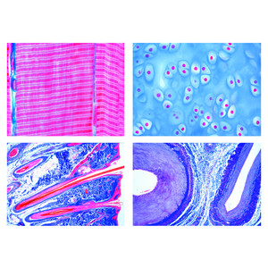 LIEDER Histologie der Säugetiere (Mammalia), Grundserie  (25 Präp.)