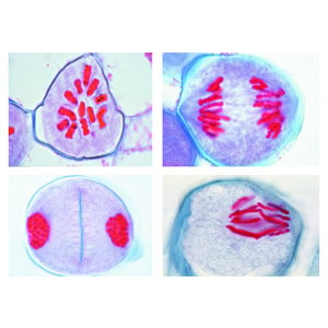 LIEDER Reifungsteilungen in den Pollenmutterzellen der Lilie (Lilium candidum)  (12 Präp)
