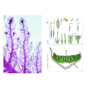 LIEDER Blütenlose Pflanzen (Cryptogamen), Ergänzung (12 Präp), Schülersatz