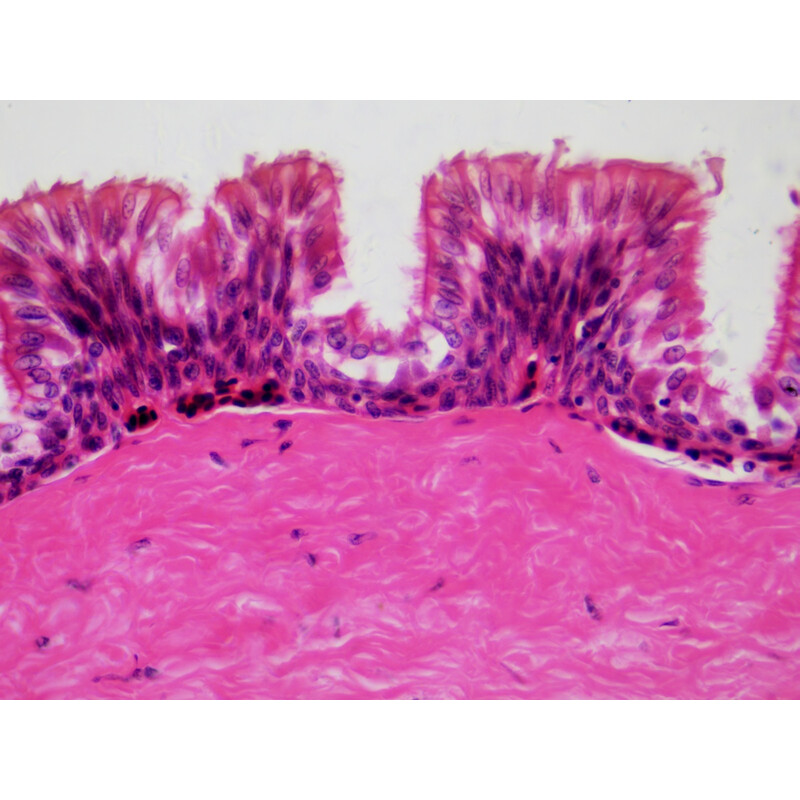 Bresser Dauerpräparate Histologie 30 Stück