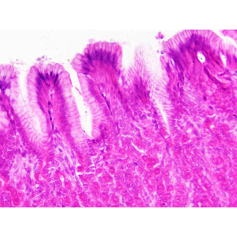 Bresser Dauerpräparate Histologie 30 Stück