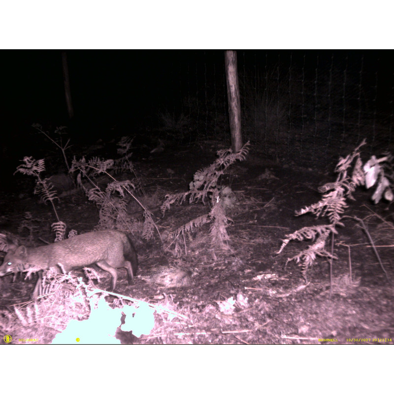 Bushnell Wildkamera NatureView Cam HD 8MP, Olive