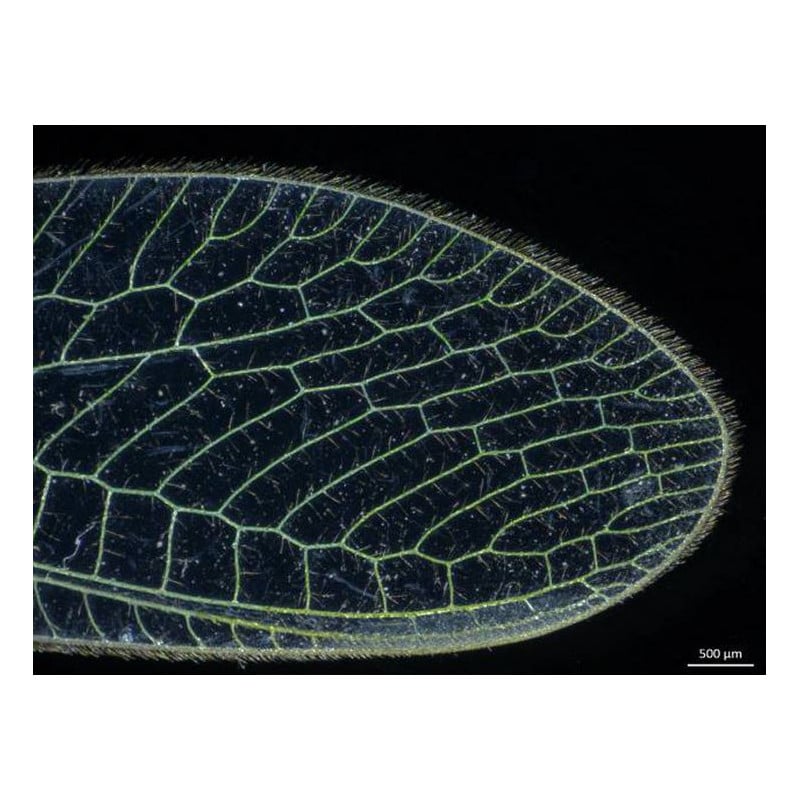 ZEISS Zoom-Stereomikroskop Stemi 305, LAB, bino, Greenough, w.d. 110 mm, 10x/23, 0.8x-4.0x