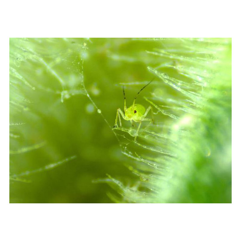 ZEISS Zoom-Stereomikroskop Stemi 305 trino, K EDU, Greenough, w.d. 110mm, 10x/23, 8-40x, Spot K LED