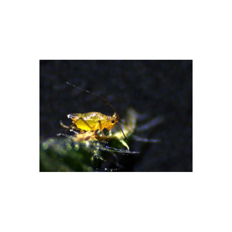 ZEISS Zoom-Stereomikroskop Stemi 305 cam W, K EDU, bino, Greenough, w.d. 110mm, 10x/23, 8-40x, Spot K LED, 4 MP, Wifi