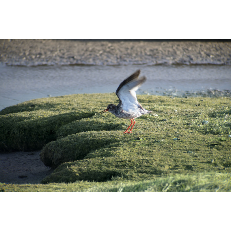 Leica Spektiv Digiscoping-Kit: APO-Televid 82 W + 25-50x WW + T-Body silver + Digiscoping-Adapter