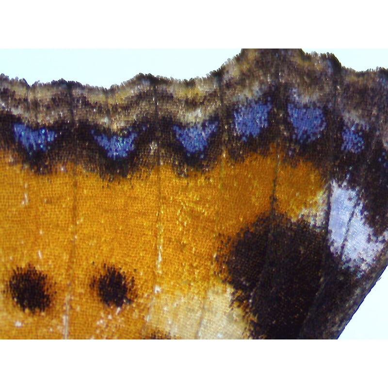 ZEISS Zoom-Stereomikroskop Stemi 355, C Edu, trino, w.d. 110mm, 10x/23, 5,5:1 , 7,2x-40x, AL/DL, Spot C LED