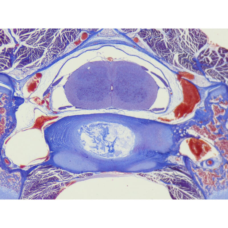 ZEISS Zoom-Stereomikroskop Stemi 355, C Edu, trino, w.d. 110mm, 10x/23, 5,5:1 , 7,2x-40x, AL/DL, Spot C LED