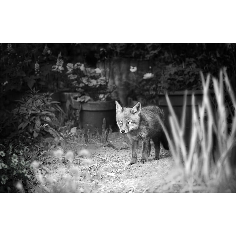 ZEISS Wildkamera Secacam 1