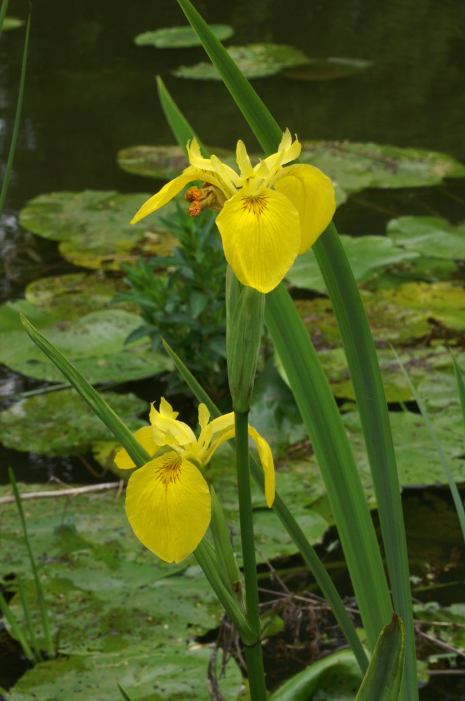 Gelbe Sumpf Schwertlilie bei Hameln, Quelle: Wikipedia, Fotograf:_Rüdiger Kratz