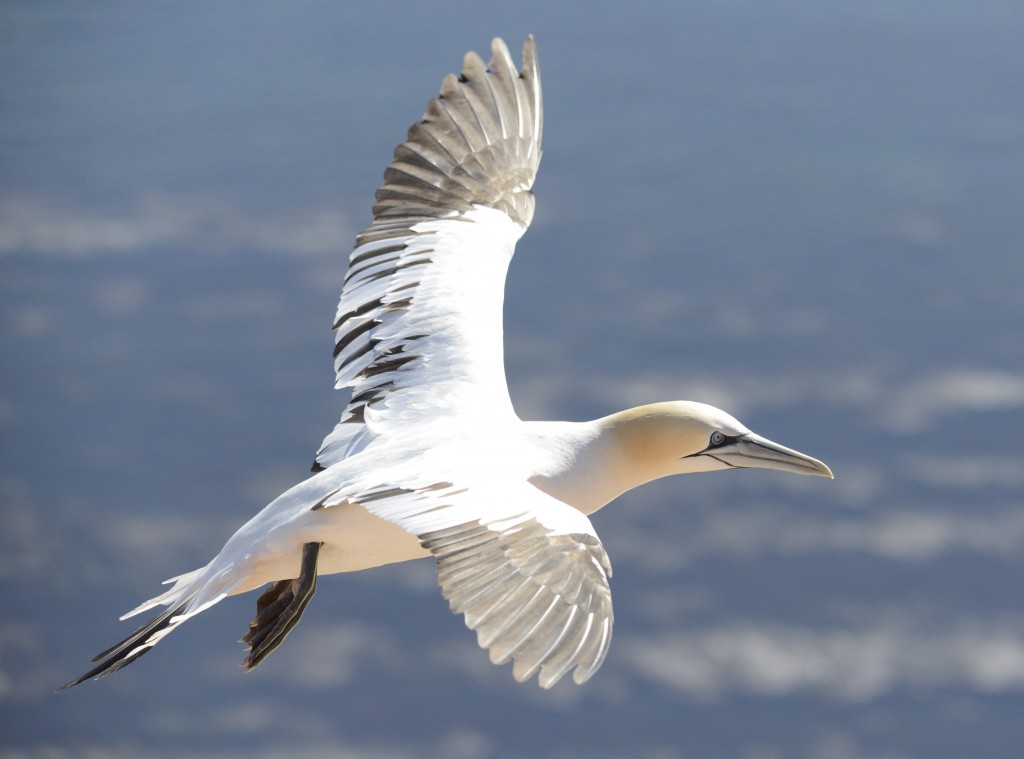 Jungvogel mit "Klaviertastatur", Foto: Stefan Rieger