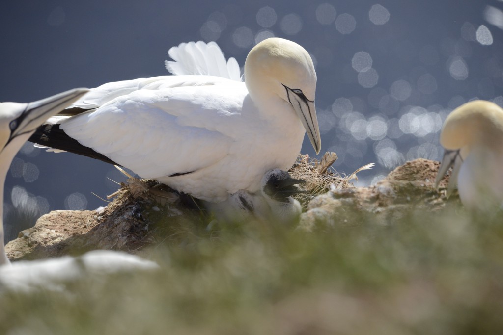 Basstölpel am Nest, Foto: Stefan Rieger