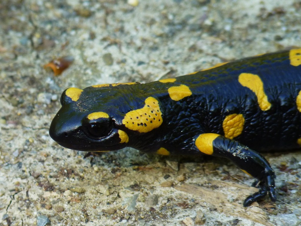 Feuersalamander "Salamandra salamandra", Quelle: Wikipedia