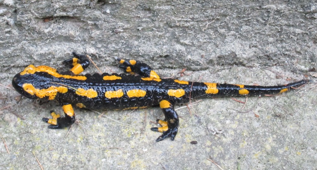 Warnfarbe des Feuersalamanders, Quelle: Wikipedia Foto: Jens K. Müller