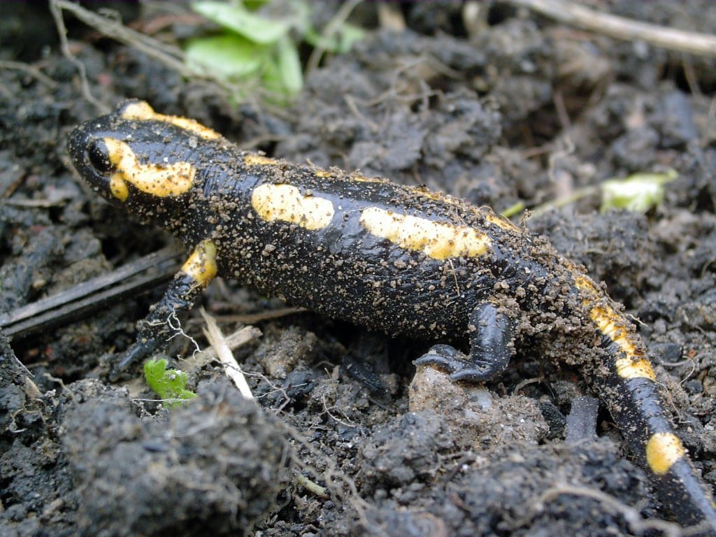 Feuersalamander auf losen Boden, Quelle: Wikipedia Foto: Emmanuel Boutet