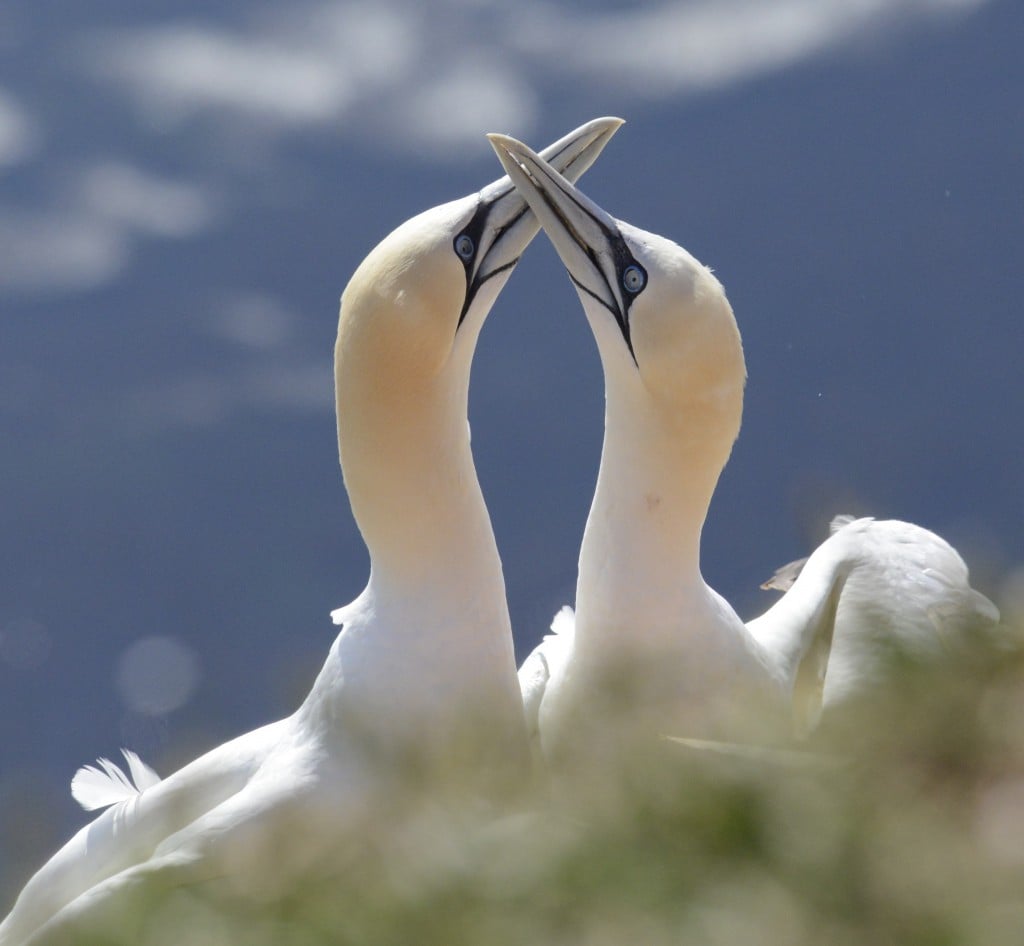 Schnäbelnde Basstölpel, Foto: Stefan Rieger