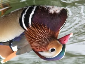 Mandarinente (Aix galericulata), fotografiert durch ein Swarovski ATX 25-60x85 mit dem PA-i6 und passendem Smartphone, von Patrick Saller.