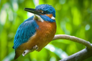 Eisvogel, Fotograf Christoph Messing