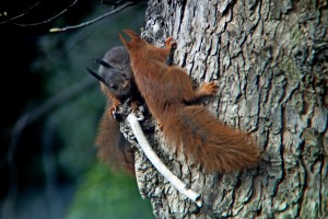 Spielende Eichhörnchen, Fotograf Ingo Strauch