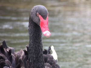 Schwarzschwan, Fotograf Patrick Saller