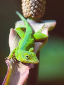 Anolis Marmoratus, Fotograf Christoph Messing