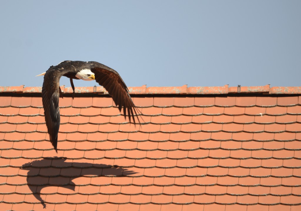 Amerk. Weißkopfseeadler über den Dächern des Fürstenfeld